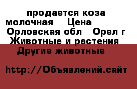 продается коза молочная  › Цена ­ 2 500 - Орловская обл., Орел г. Животные и растения » Другие животные   